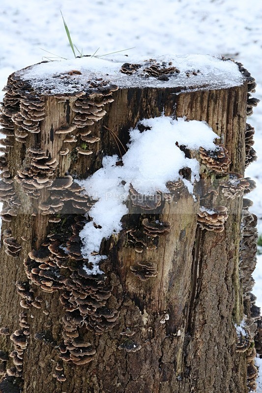 Snowy tree Stump - Plants and Trees