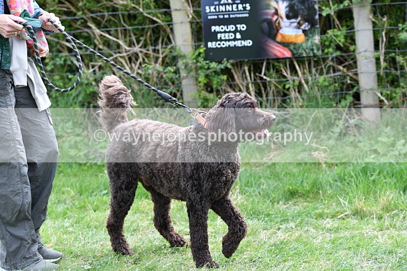 WJ5_9492 - Class 3 Most Handsome Dog
