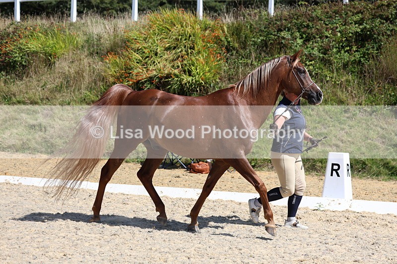 3E7A9765 - Class 33: Arab In Hand