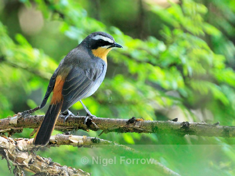 Cape Robin-chat perched on a branch - Cape Robin-chat