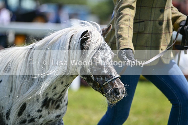 DSC_7210 - Class 61: Miniature Horse 4yrs & over