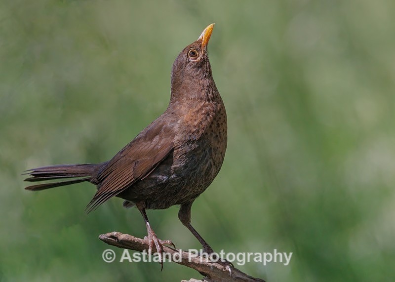 Blackbird - Latest Images