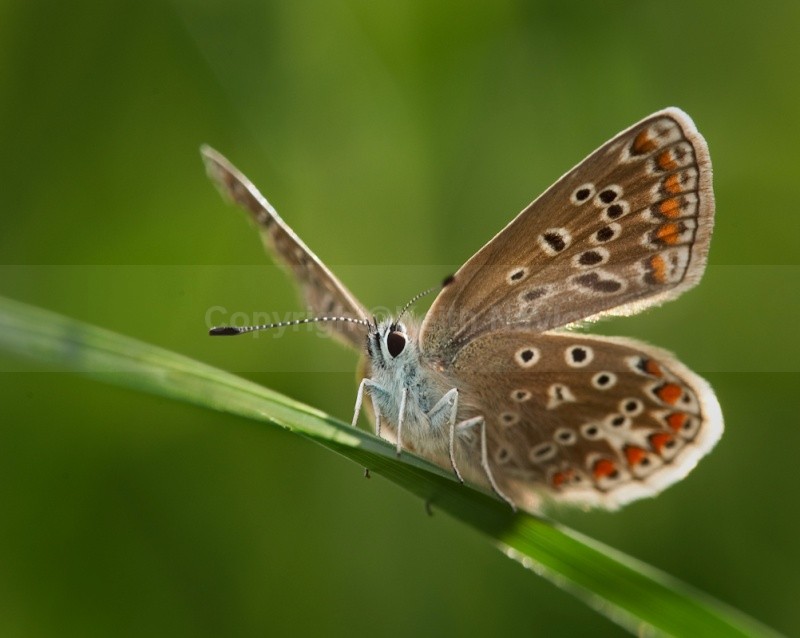 Common Blue - Latest Work