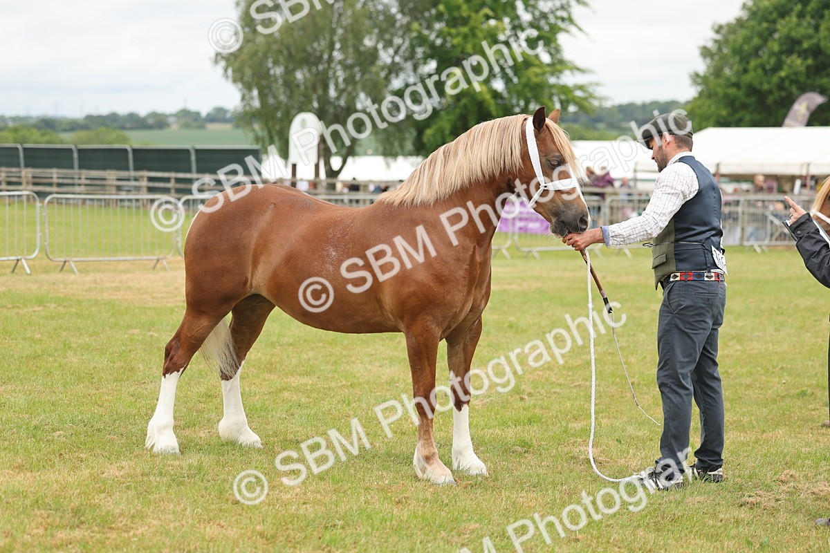 SBM_05018 - Class 50-57 - M&M Welsh Pony In Hand