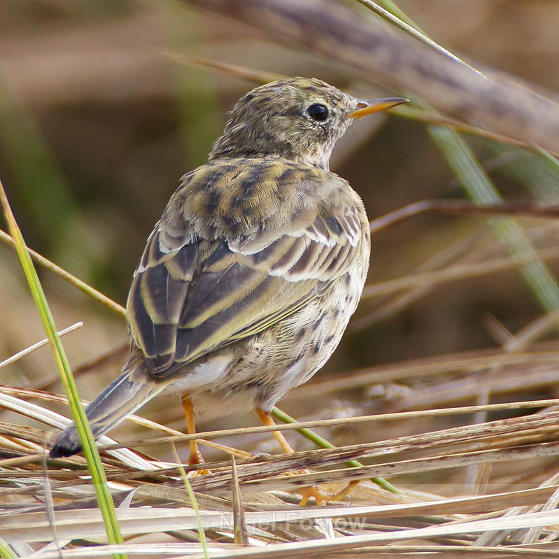 Meadow Pipit on the ground at Otmoor - Meadow Pipit