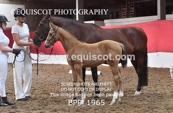 BPP_1965 - AFTERNOON 12.30 - 3.30PM