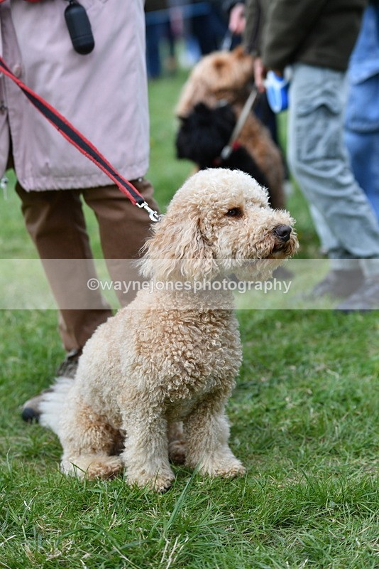 WJ5_9243 - Class 1 Best Cross Breed / Heniz 57