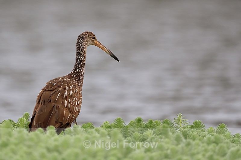 Limpkin, Harns Marsh, Florida, USA - Limpkin