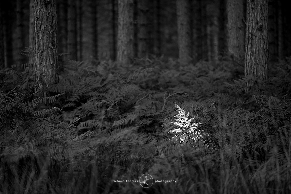 One single fern standing out from the crowd in the New Forest national park