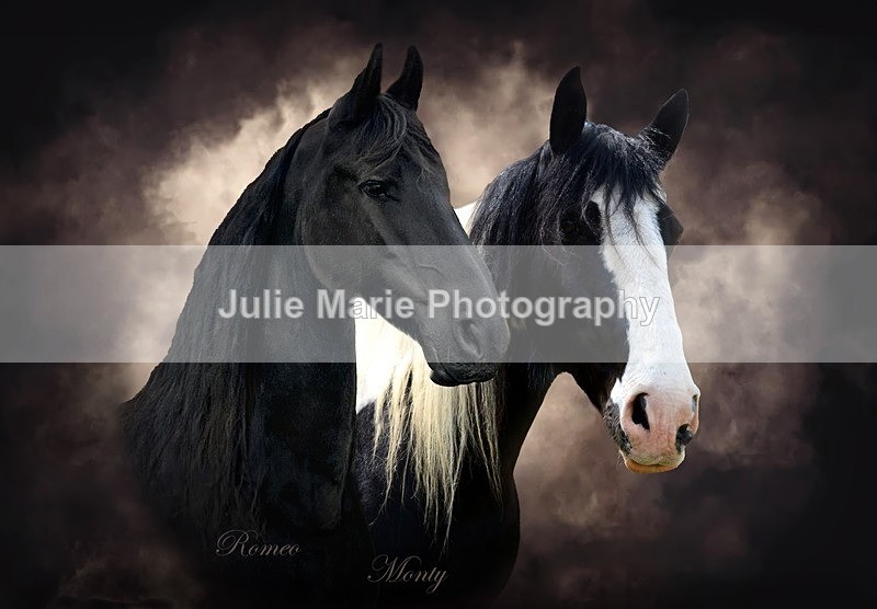 boys this - Equine Photography