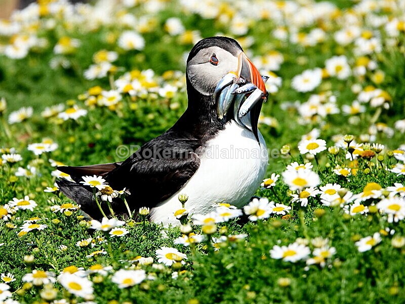 DSC00370 - Skomer 2019