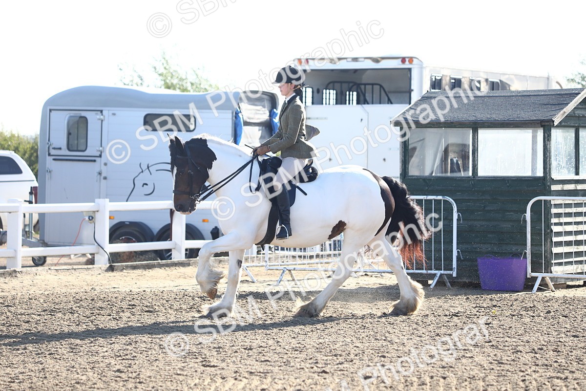 SBM_08580 - Class 502 - Riding Club Horse
