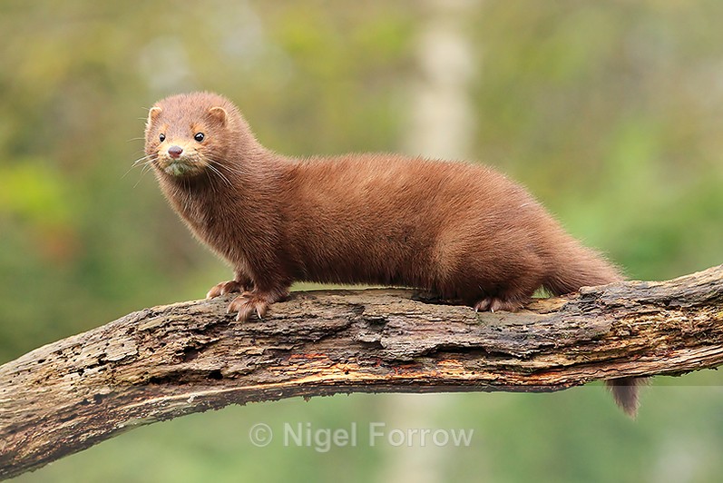 American Mink on a log at the British Wildlife Centre - Mink