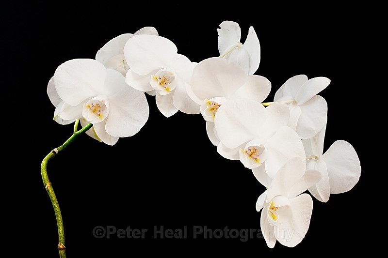 orchid