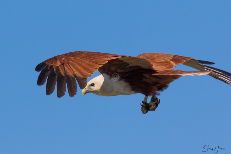 Brahminy Kite with Crab 4