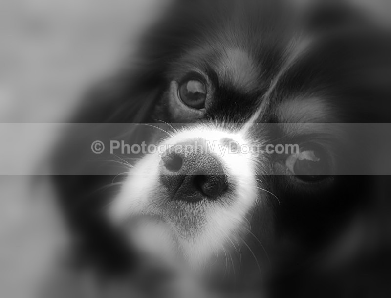  - Cavalier King Charles Spaniels