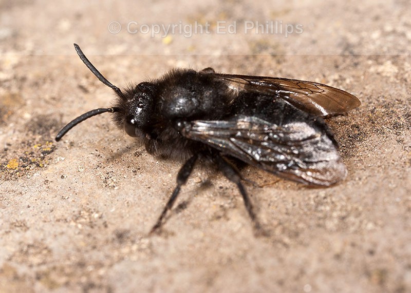 Melecta albifrons (f)