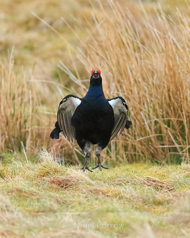 Black Grouse (male) calling and jumping, Scotland - Black Grouse