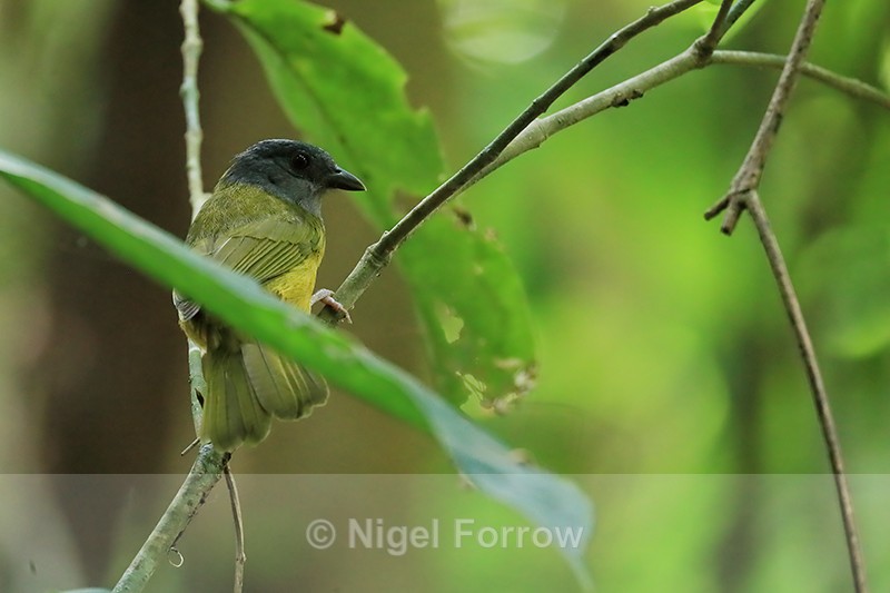 Grey-headed Tanager, Osa Peninsula, Costa Rica - Grey-headed Tanager