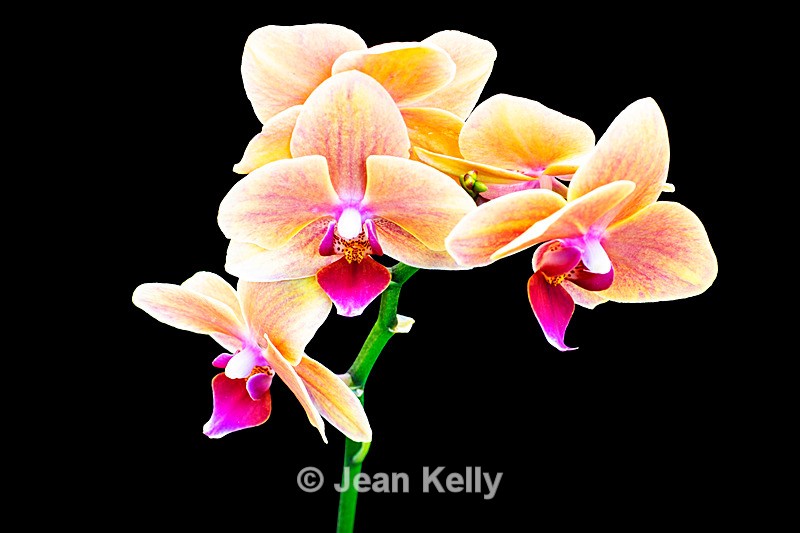 Orchid - DSC_2742 - Pink