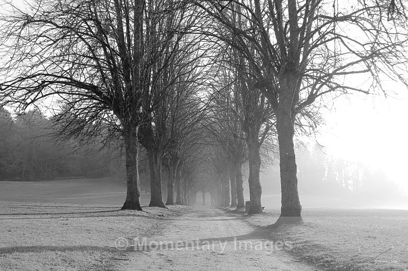glorious blaze mono - Black and White