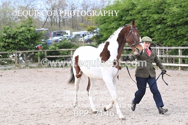 BPP_7146 - RING 1  (RIDDEN HORSES / IN HAND / VETERAN ETC)