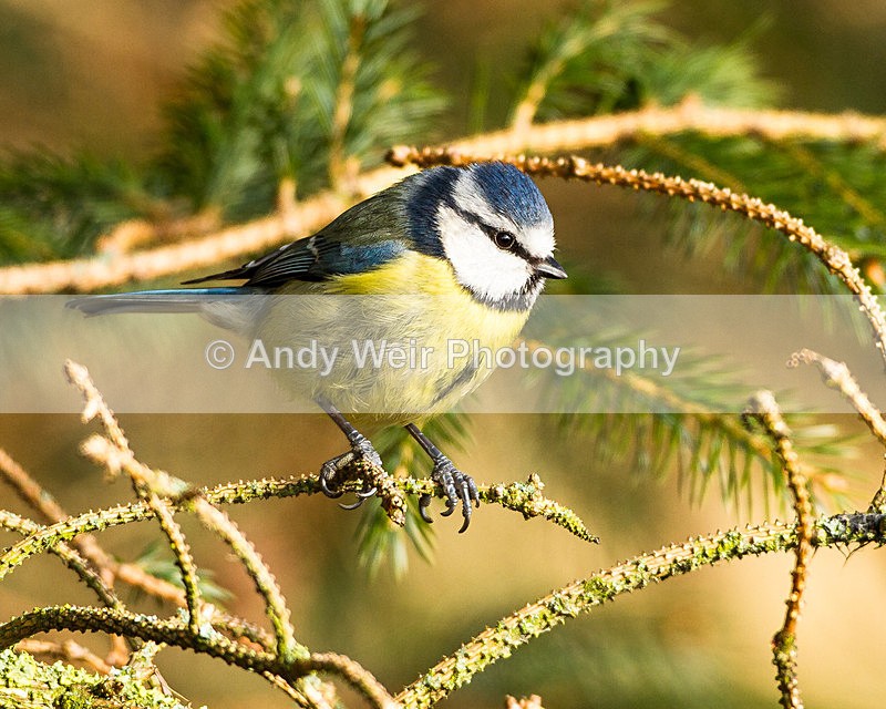 20130216-_MG_2306 - Blue Tit