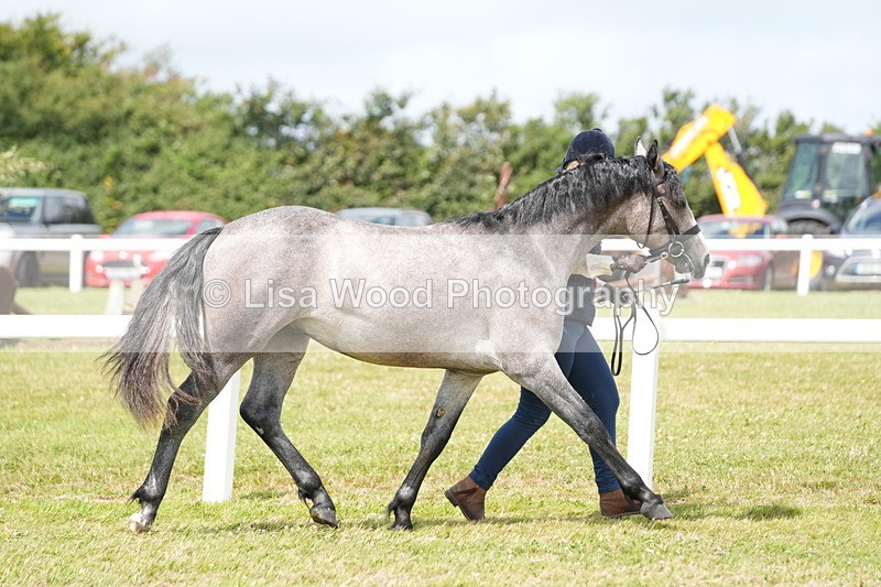 DSC05882 - NPS M&M In Hand Championship