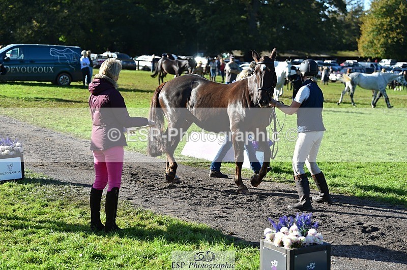 231022-110052-23662 - 461-WOODLANDS.JESTER-Karen.Cowling-TrotUp+SJ