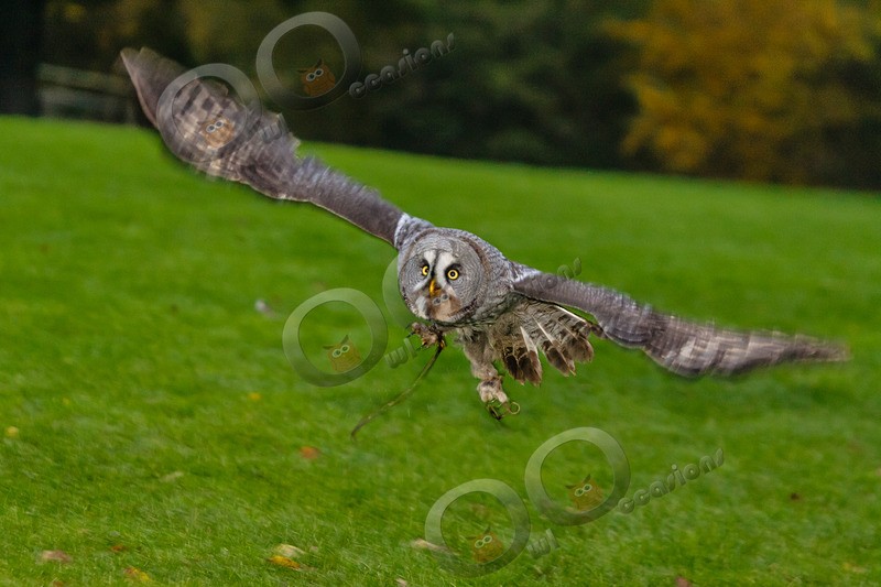 great grey owl stryx nebulosa-0207 - Owls of the World