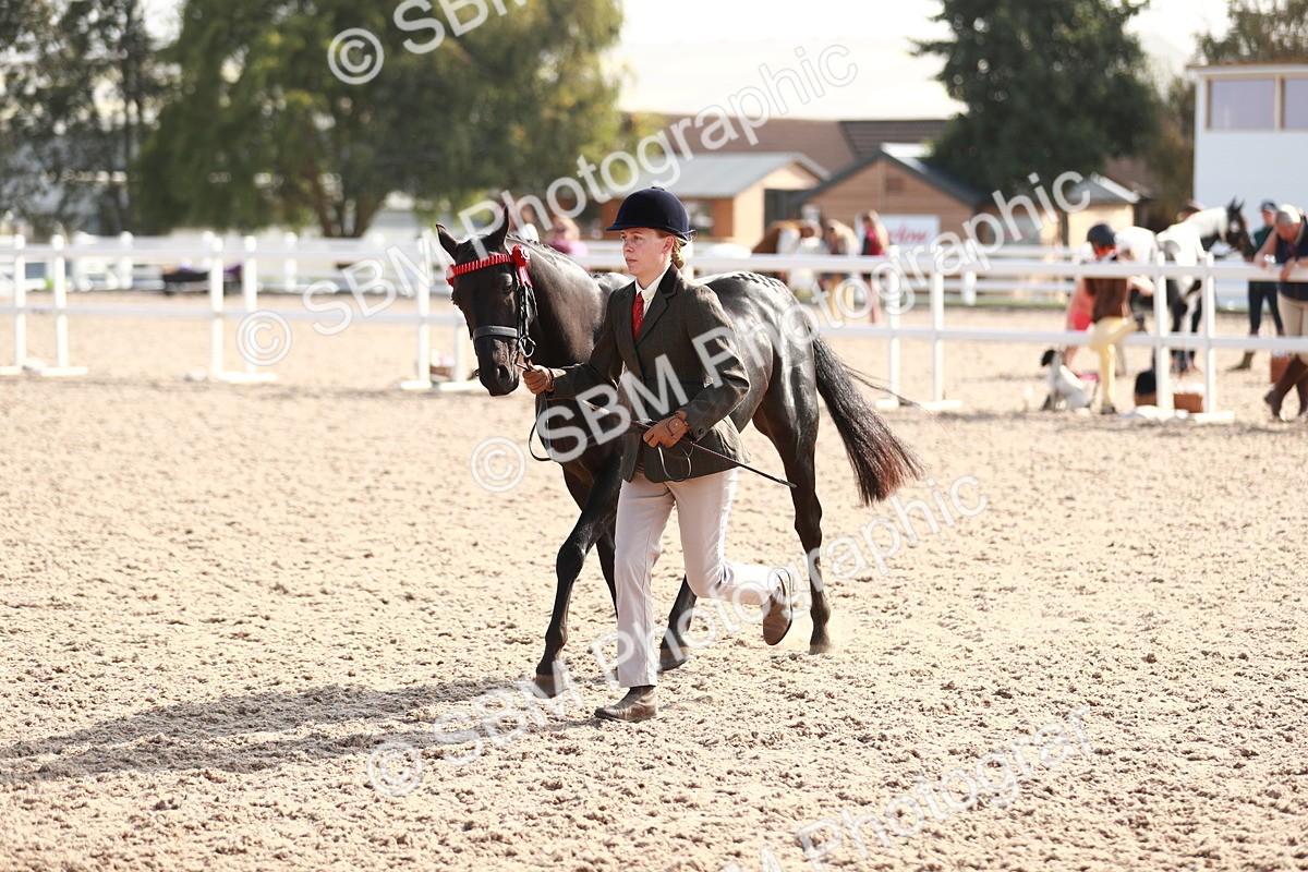 SBM_11081 - Class 205 IH Show Pony/ Show Hunter Pony
