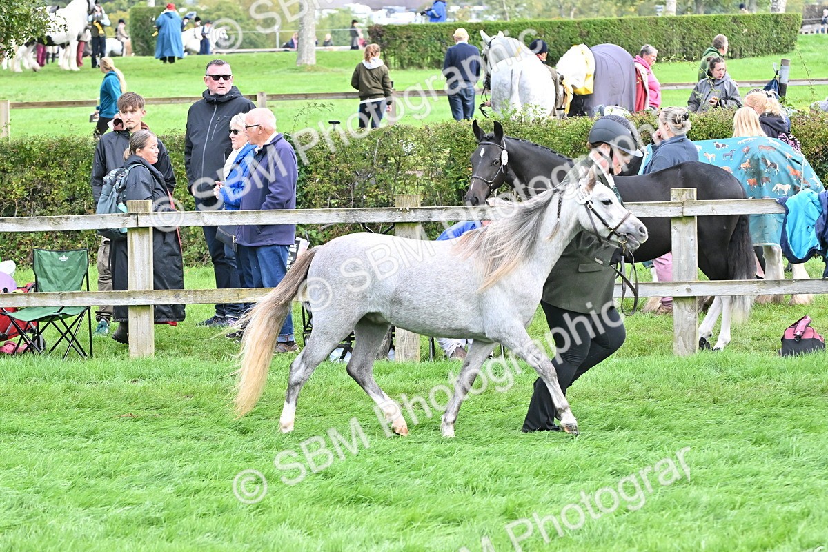 SBM_56907 - S45 - Coloured Pony In Hand
