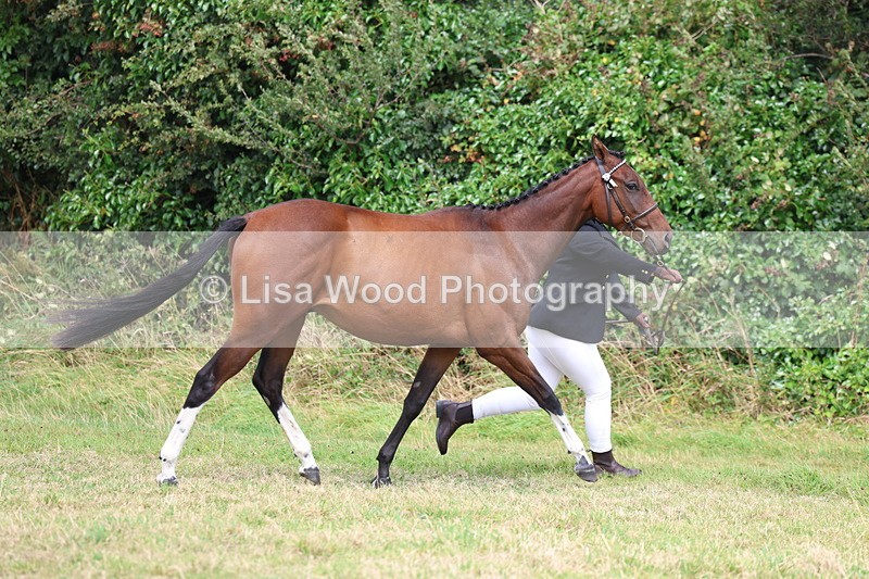 3E7A5515 - Class 20: Sports Horse In Hand