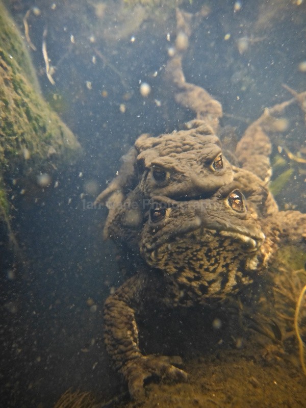 Common toad spawning_667 - Reptiles, amphibians & pond life, Great Britian