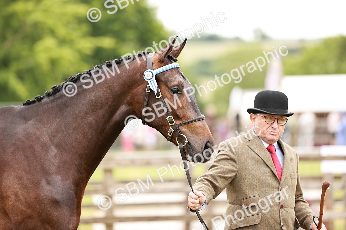 SBM_04759 - Class 35-38 Riding Horse Breeding
