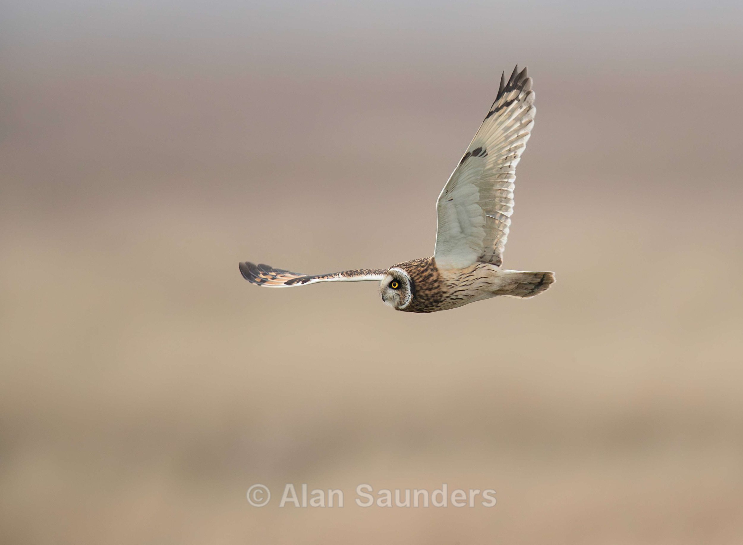 Short Eared Owl