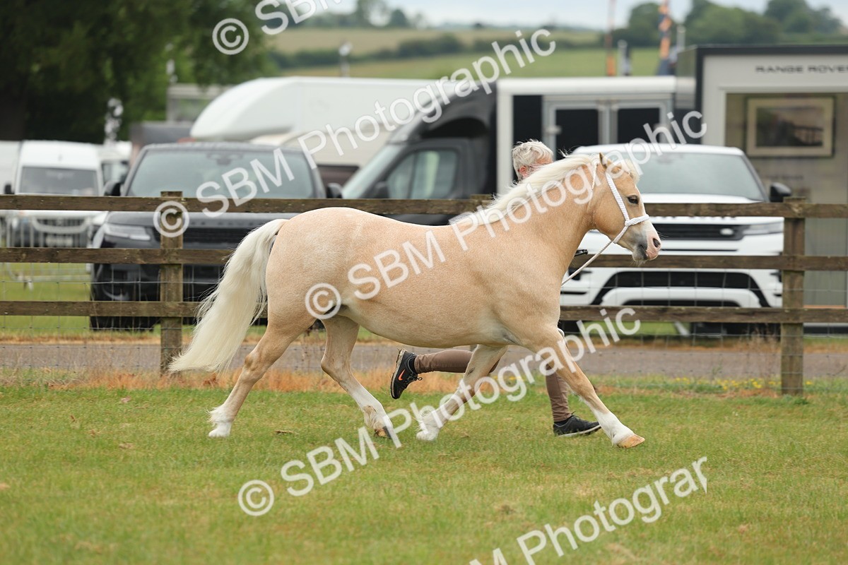 SBM_01502 - Class 50-57 - M&M Welsh Pony In Hand