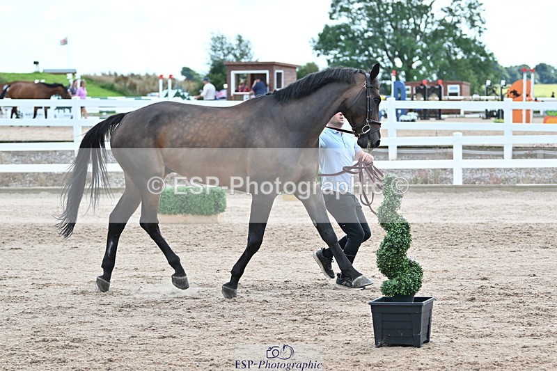 240717A-143246-02125 - Trot Up 2pm to 3pm - This folder is not in time order