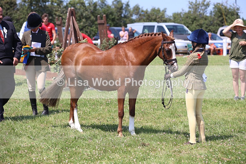 JPP_2843 - Class 21: Working Hunter 60cm