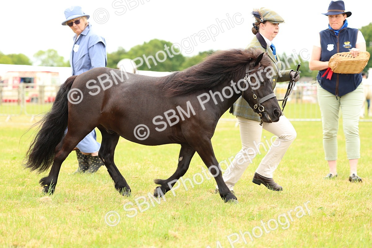 SBM_04336 - Class 64-67 - Shetland Pony In Hand