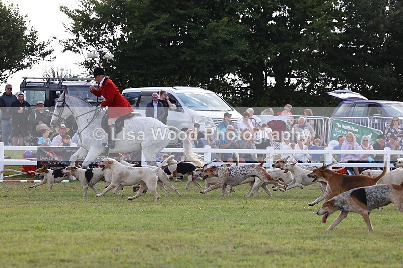 3E7A3439 - Parade of Hounds