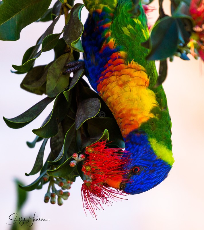 Lorikeet Feeding 2