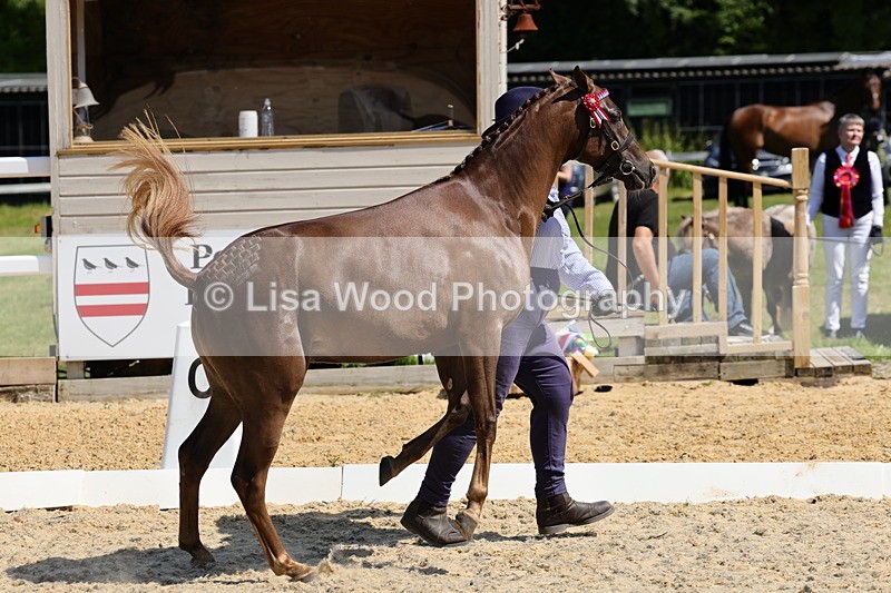 1X9A1132 - Class 9: Open Part Bred