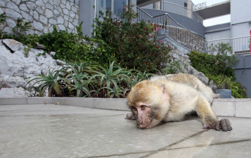 Barbary Macaques (Macaca sylvanus) drinking from a water feature on th - Barbary Macaques at the Rock of Gibraltar