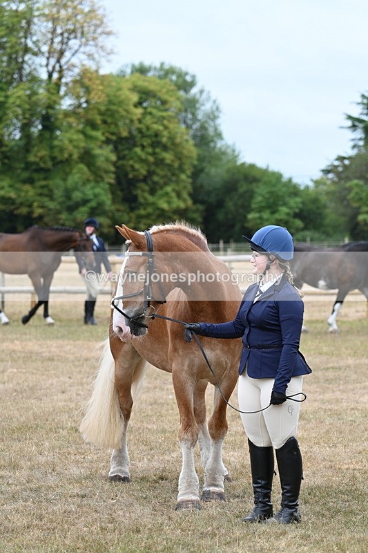WJ7_0133 - Class 5a Most Handsome Gelding (above 14.2hh)