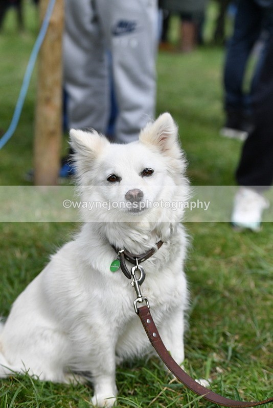 WJ5_9284 - Class 1 Best Cross Breed / Heniz 57