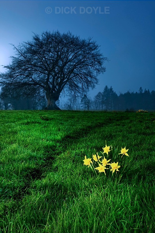 SPRINGTIME - TIPPERARY