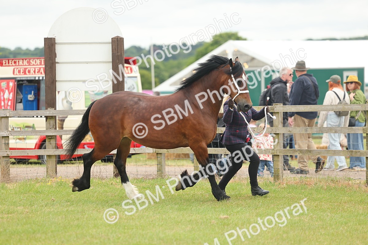SBM_04877 - Class 50-57 - M&M Welsh Pony In Hand