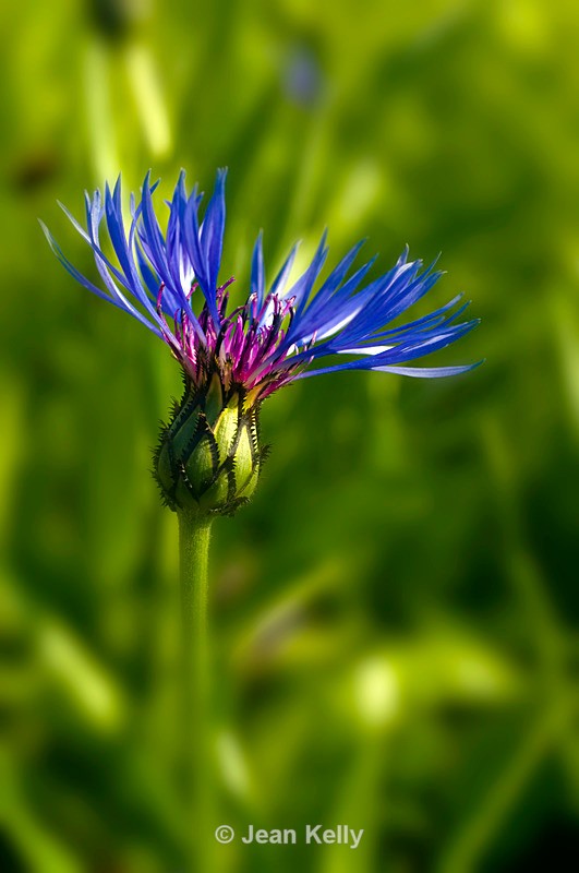 Flower - 3652 - Blue