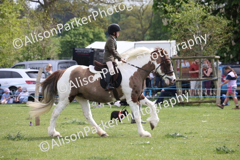 20260426-4355 - Class 34 - Best Riding Horse Over 14.2hh